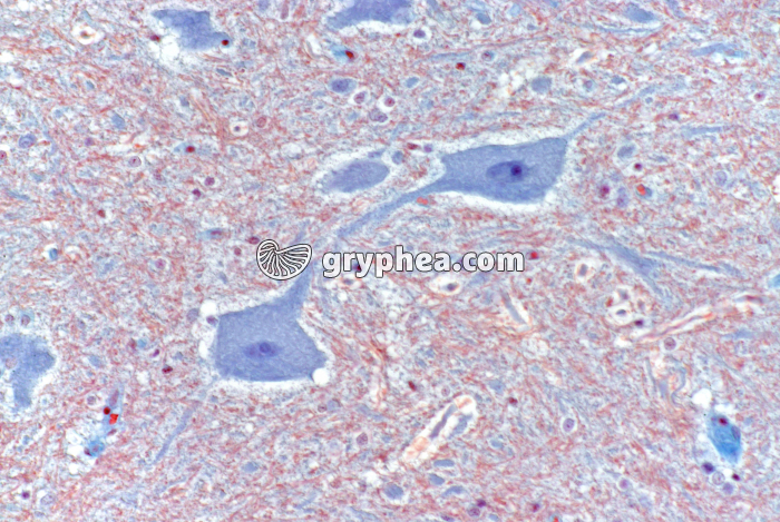 Motoneurones de la moelle épinière x160 - gryphea.com